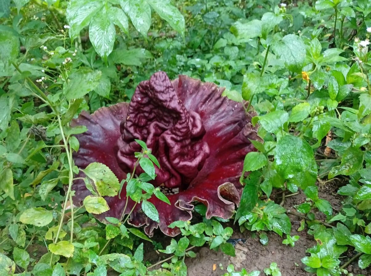 Geger! Warga Linggaraja Tasikmalaya Temukan Bunga Bangkai di Pekarangan Rumah
