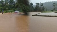 Enam Hektar Lahan Pertanian Rusak Terendam Banjir di Purabaya Sukabumi
