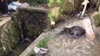 Geger! Warga Temukan Mayat Nyangkut di Gorong-gorong Jalur Lingkar Selatan Sukabumi