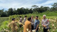 Polsek Cisayong Panen Jagung Satu Hektare, Dukung Program Ketahanan Pangan Nasional