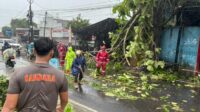 Evakuasi 30 Menit, Pohon Tumbang di Jalan Nasional Palabuhanratu Berhasil Diatasi