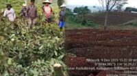 Viral Video Perusakan Kebun Teh di Sukabumi, KDM Diminta Turun Tangan