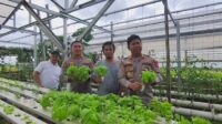 Greenhouse Hidroponik Polres Sukabumi di Loji Simpenan Jadi Pemasok Sayur Program MBG
