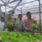 Greenhouse Hidroponik Polres Sukabumi di Loji Simpenan Jadi Pemasok Sayur Program MBG