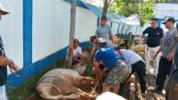 Momen Idul Adha PWI Kabupaten Bogor Potong Hewan Kurban 1 Ekor Sapi dan 9 Ekor Kambing Idul Adha PWI Kabupaten Bogor