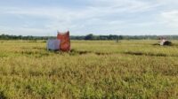 Panen Padi di Ciburial Pangumbahan Mulai Ramai, Petani Bersyukur Hasil Memuaskan