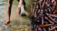 Asyiknya Berburu Susuh Sungai di Cipamarangan, Jadi Tradisi Kuliner Warga Buniwangi