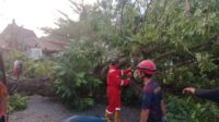 Pohon Mahoni Tumbang Tutup Jalan Nasional di Palabuhanratu, Arus Lalu Lintas Sempat Tersendat