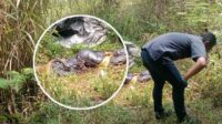 Terikat dan Terbungkus Plastik, Begini Kondisi Jasad Ditemukan di Bawah Tol Bocimi