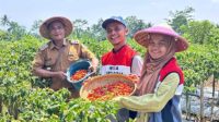 Pertamina