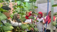 Pertamina Pertanian Hidroponik