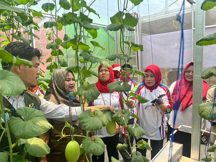 Pertamina Pertanian Hidroponik